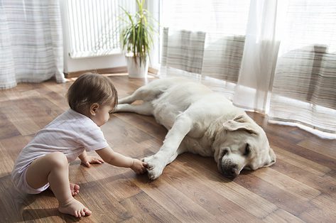 Huisdier én een kruipende baby: waar moet je op letten?